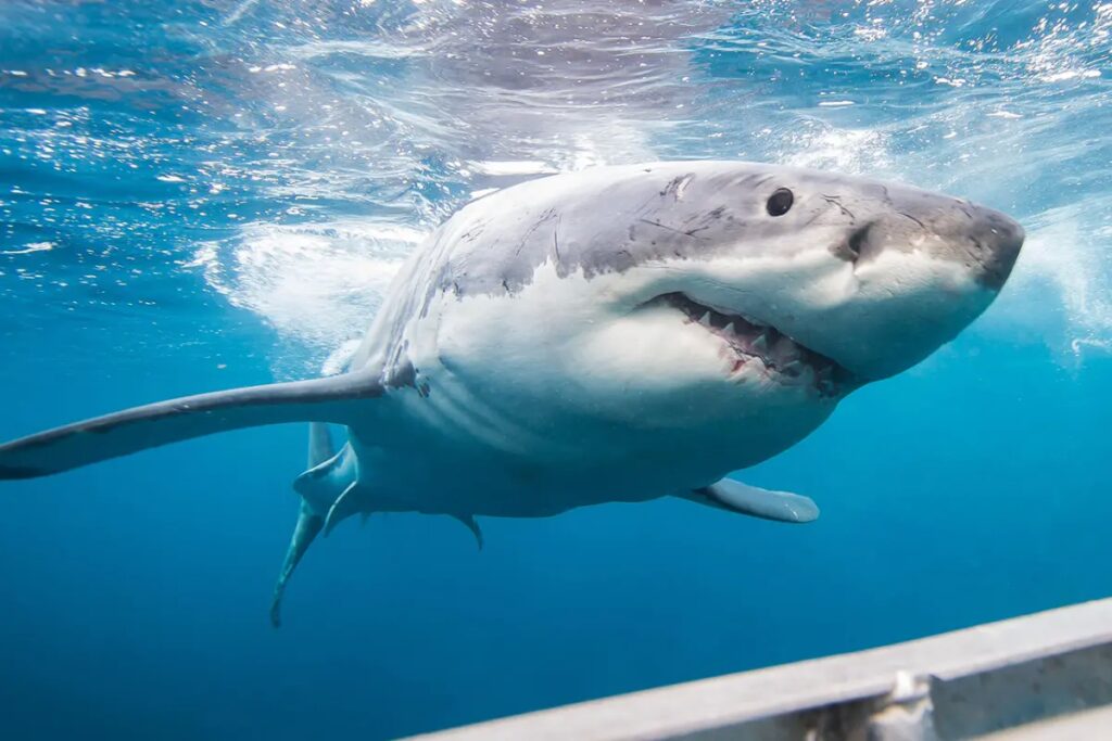 Where To Stream Shark Week 2026 For Free: Shark Week Schedule, Channel, Where To Watch