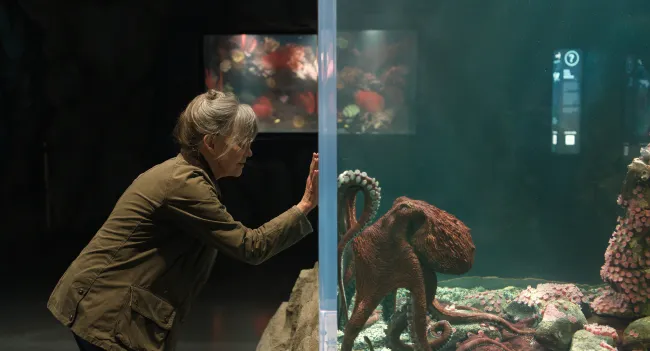 Sally Field could end Emmy drought with Remarkably Bright Creatures