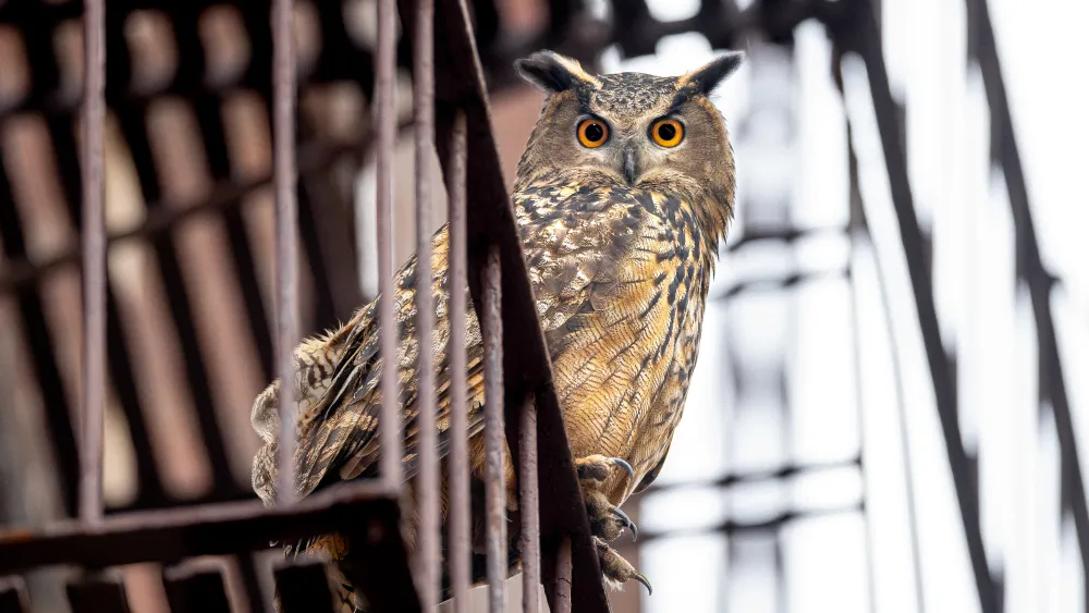 ‘Wild Inside’ Review: The Central Park Owl Saga Becomes a Haunting Doc