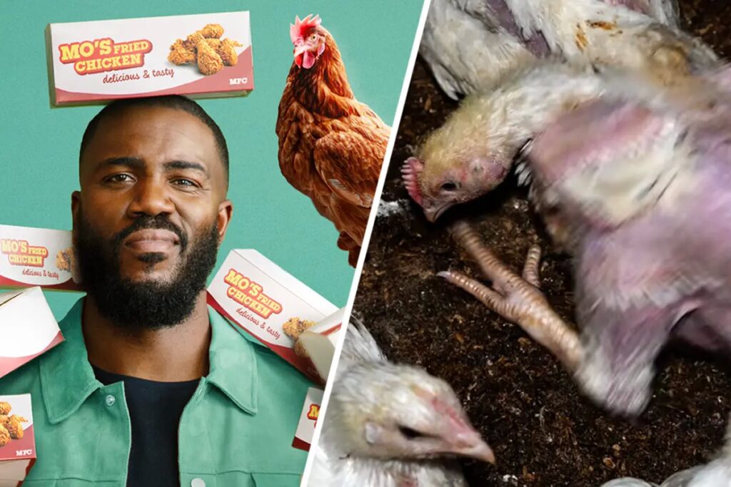 8 Disturbing Fried Chicken Facts From Netflix’s Big Chicken: Fast Food Conspiracy’ Documentary
